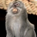 monkey_macaque_balinese_mf_ubud_v_0530_bal0533.jpg